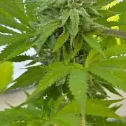 Watermelon Zkittlez Auto