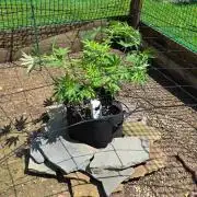 Watermelon Zkittlez Auto