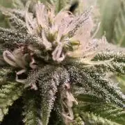 Watermelon Zkittlez Auto