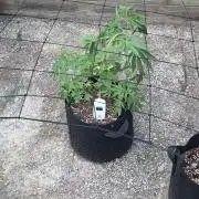 Watermelon Zkittlez Auto