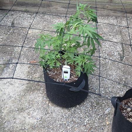 Watermelon Zkittlez Auto
