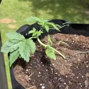 Watermelon Zkittlez Auto