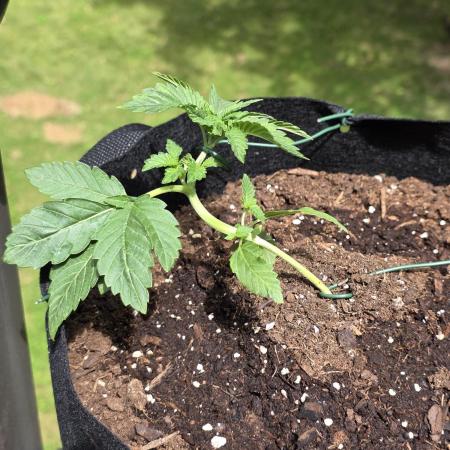 Watermelon Zkittlez Auto