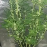 Frostbanger