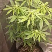 Frostbanger