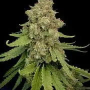 First Grow - Wifi OG Haze