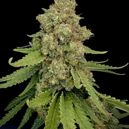First Grow - Wifi OG Haze