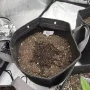 Revived diet RQS Duo
