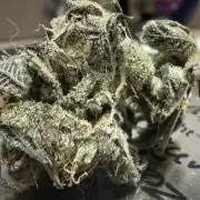 1st grow
