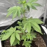 RQS Cookies Gelato