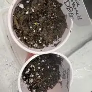 12/12 seed to flower