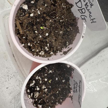 12/12 seed to flower
