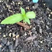 First try with Zamnesia seeds