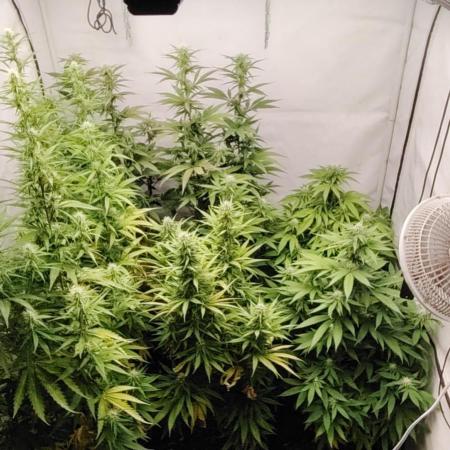 SUGAR CAKE E ORANGE FREEZE