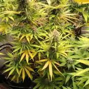 SUGAR CAKE E ORANGE FREEZE