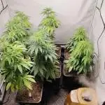 SUGAR CAKE E ORANGE FREEZE