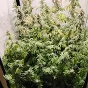 FUTURE F#1