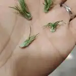 SUGAR CAKE E ORANGE FREEZE