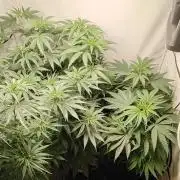 SUGAR CAKE E ORANGE FREEZE