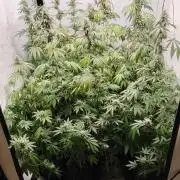 FUTURE F#1
