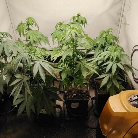 SUGAR CAKE E ORANGE FREEZE