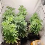 SUGAR CAKE E ORANGE FREEZE