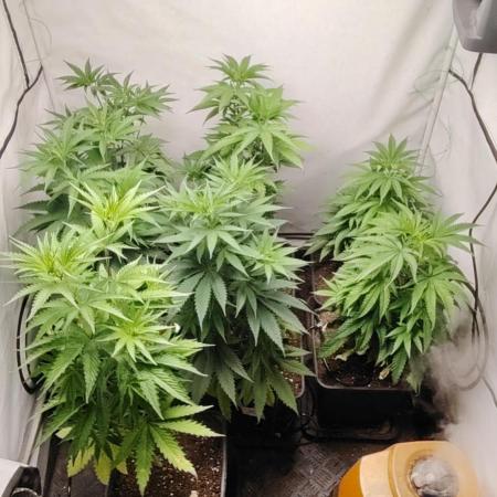 SUGAR CAKE E ORANGE FREEZE