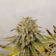 SUGAR CAKE E ORANGE FREEZE