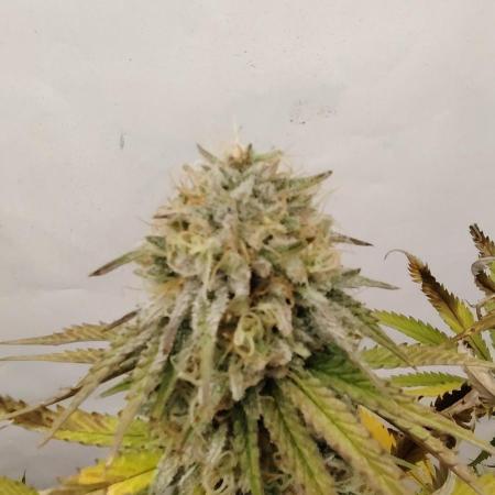 SUGAR CAKE E ORANGE FREEZE