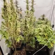 SUGAR CAKE E ORANGE FREEZE