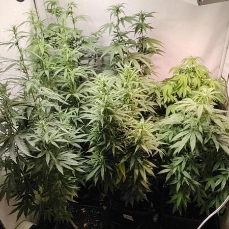 SUGAR CAKE E ORANGE FREEZE