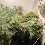 SUGAR CAKE E ORANGE FREEZE