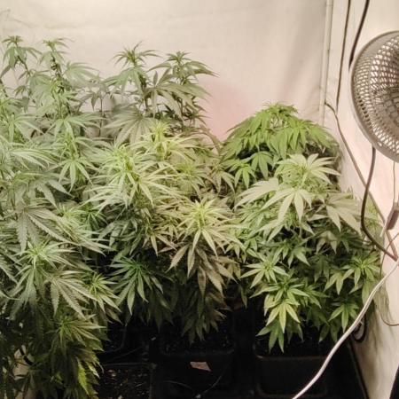 SUGAR CAKE E ORANGE FREEZE