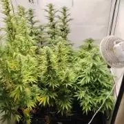 SUGAR CAKE E ORANGE FREEZE