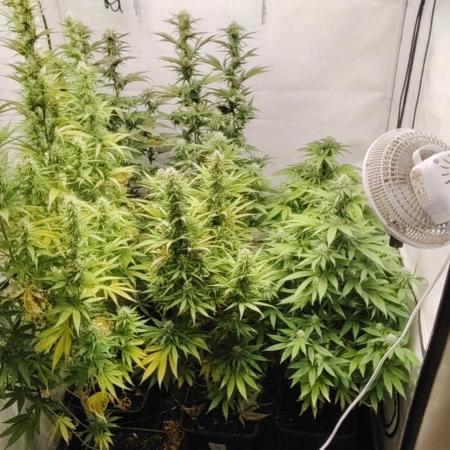 SUGAR CAKE E ORANGE FREEZE