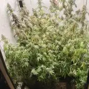 FUTURE F#1