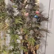 SUGAR CAKE E ORANGE FREEZE