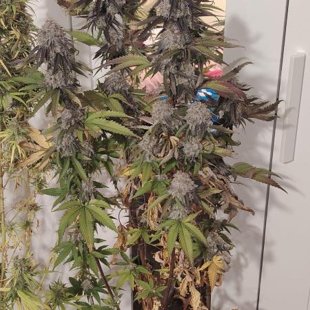 SUGAR CAKE E ORANGE FREEZE