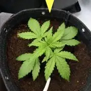 Mix fun grow