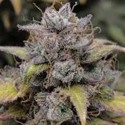 royal jack 2. grow