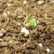 royal jack 2. grow