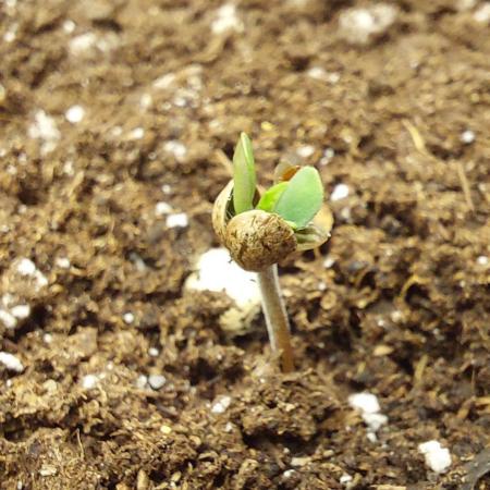 royal jack 2. grow