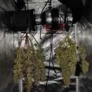 royal jack 2. grow