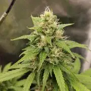 royal jack 2. grow