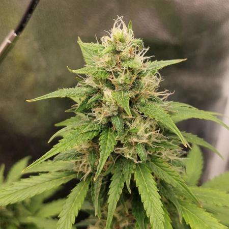 royal jack 2. grow