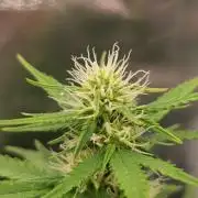 royal jack 2. grow