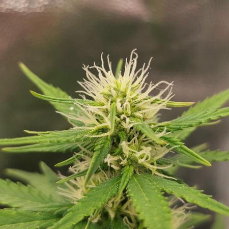 royal jack 2. grow