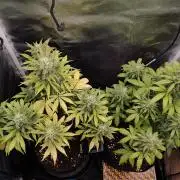 royal jack 2. grow