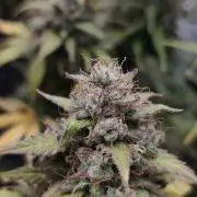 royal jack 2. grow