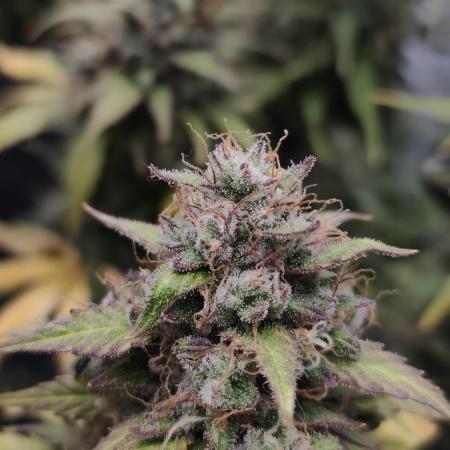 royal jack 2. grow